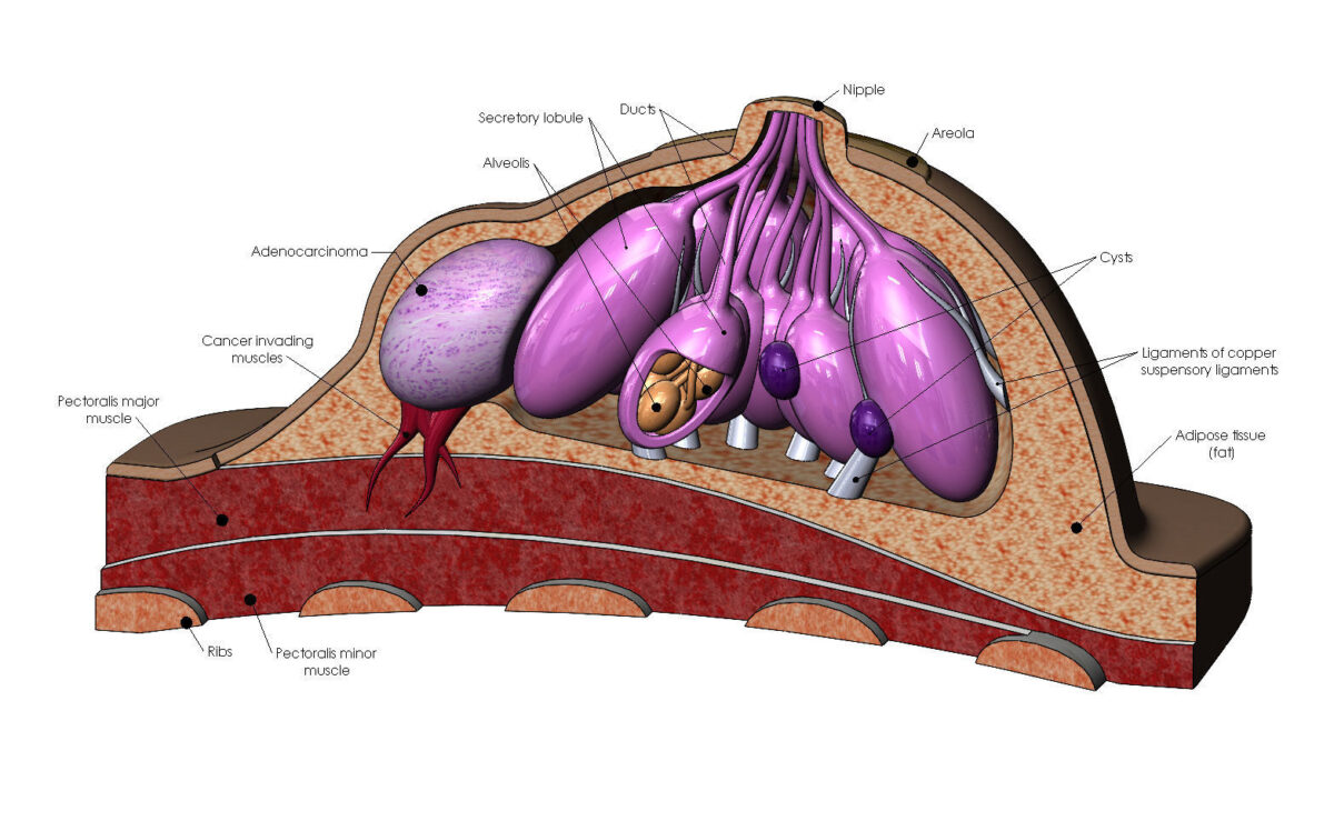 ανατομία-μαστού-1200x748.jpg
